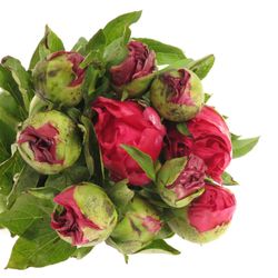 Pfingstrose rot Paula 60cm