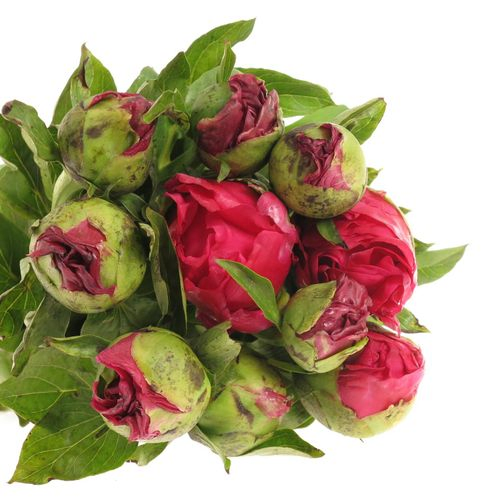 Pfingstrose rot Paula 60cm