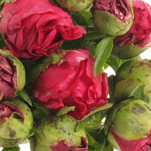 Pfingstrose rot Paula 60cm