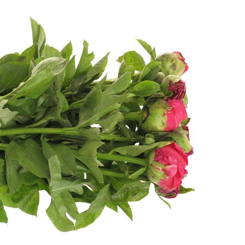 Pfingstrose rot Paula 60cm