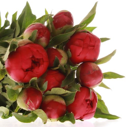 Pfingstrose rot Big Ben  50cm