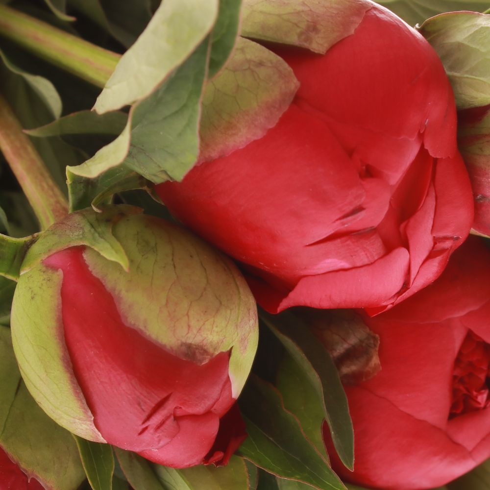 Pfingstrose rot Big Ben  50cm