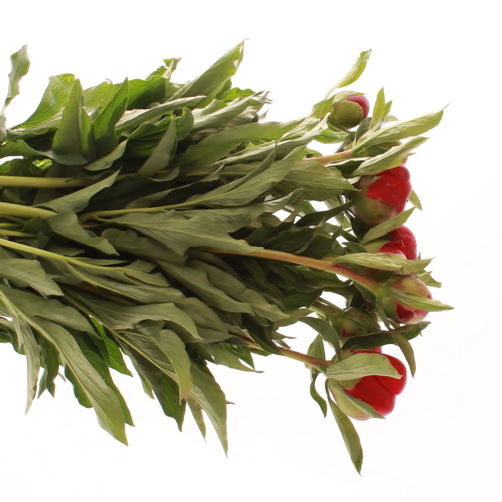 Pfingstrose rot Big Ben  50cm