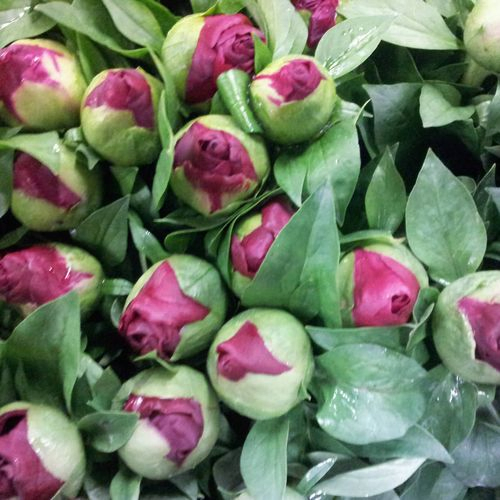 Pfingstrose rosa/rot Blaze 55cm