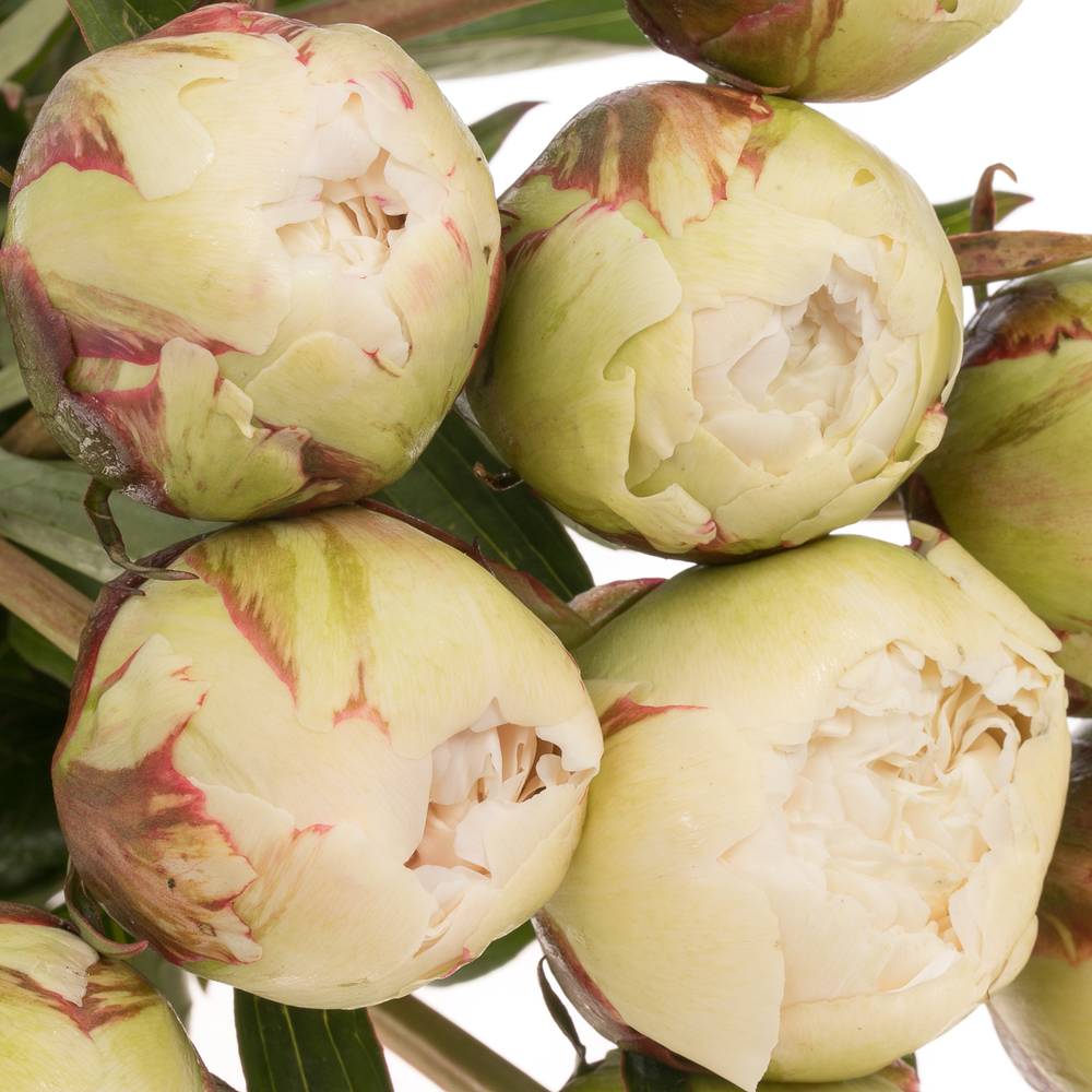 Pfingstrose creme gefüllt Bowl X10 60cm