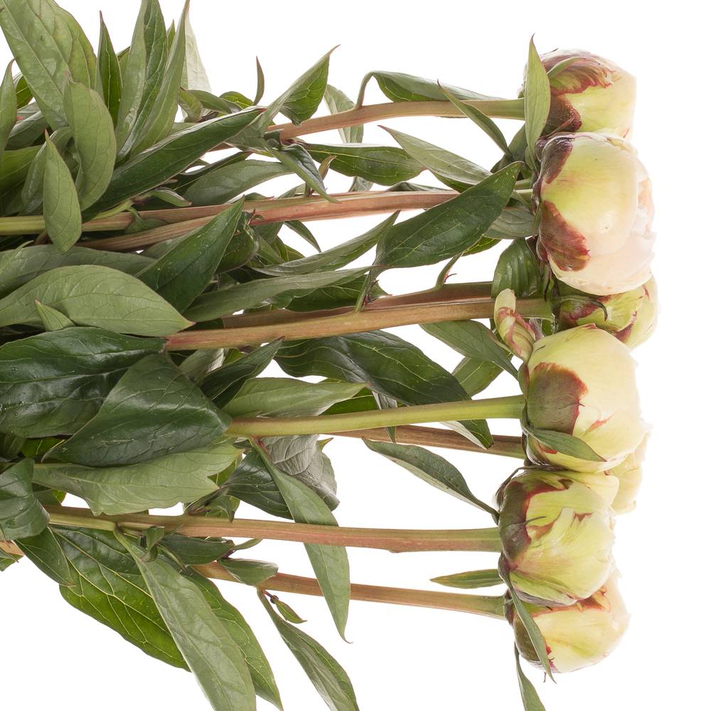 Pfingstrose creme gefüllt Bowl X10 60cm