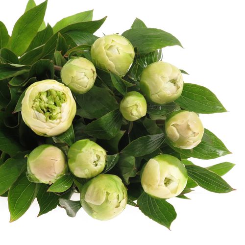 Pfingstrose weiss Charley 60cm