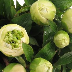 Pfingstrose weiss Charley 60cm