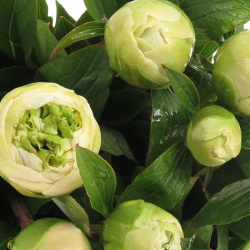 Pfingstrose weiss Charley 60cm