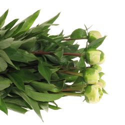 Pfingstrose weiss Charley 60cm