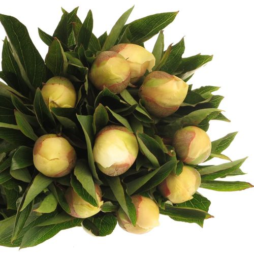 Pfingstrose creme Clear De Lune 50cm