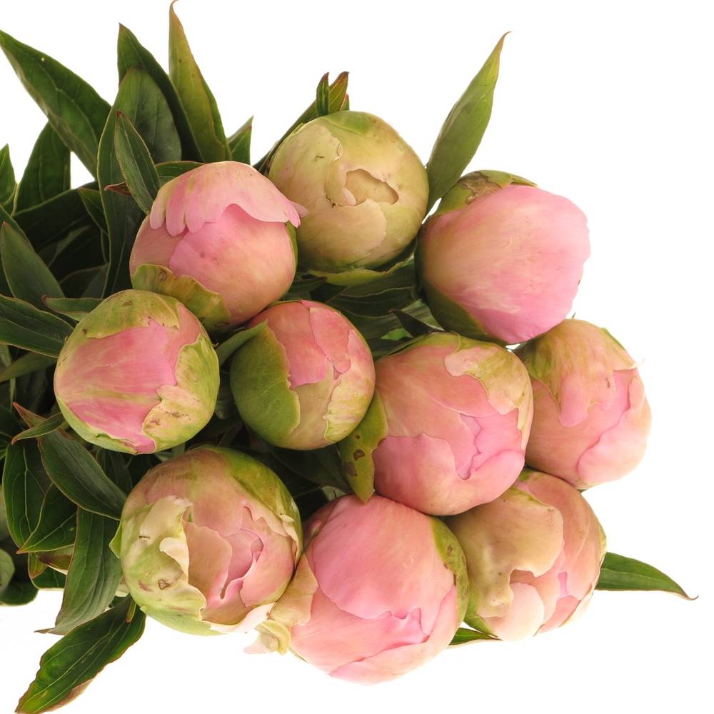 Pfingstrose rosa Dinnerplate X10 60cm