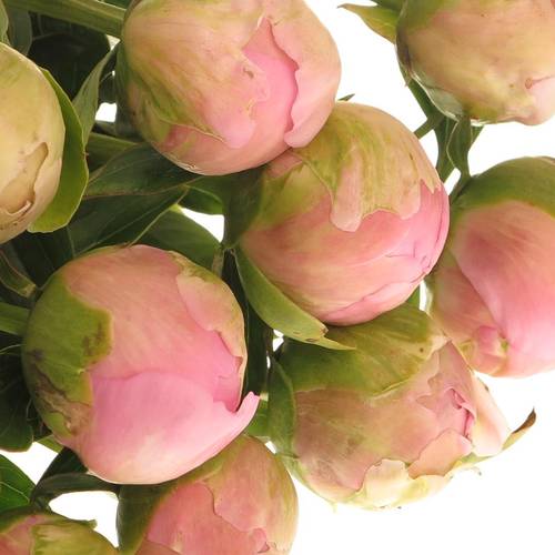 Pfingstrose rosa Dinnerplate X10 60cm