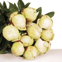 Pfingstrose creme/weiss gef.Elsa Sass 50cm