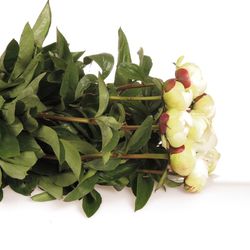 Pfingstrose creme/weiss gef.Elsa Sass 50cm