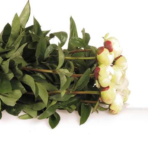 Pfingstrose creme/weiss gef.Elsa Sass 50cm