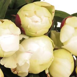 Pfingstrose creme/weiss gef.Elsa Sass 50cm