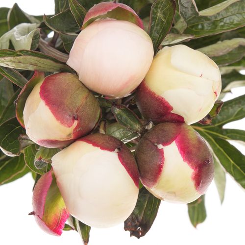 Pfingstrose weiss/rosa Festival 60cm