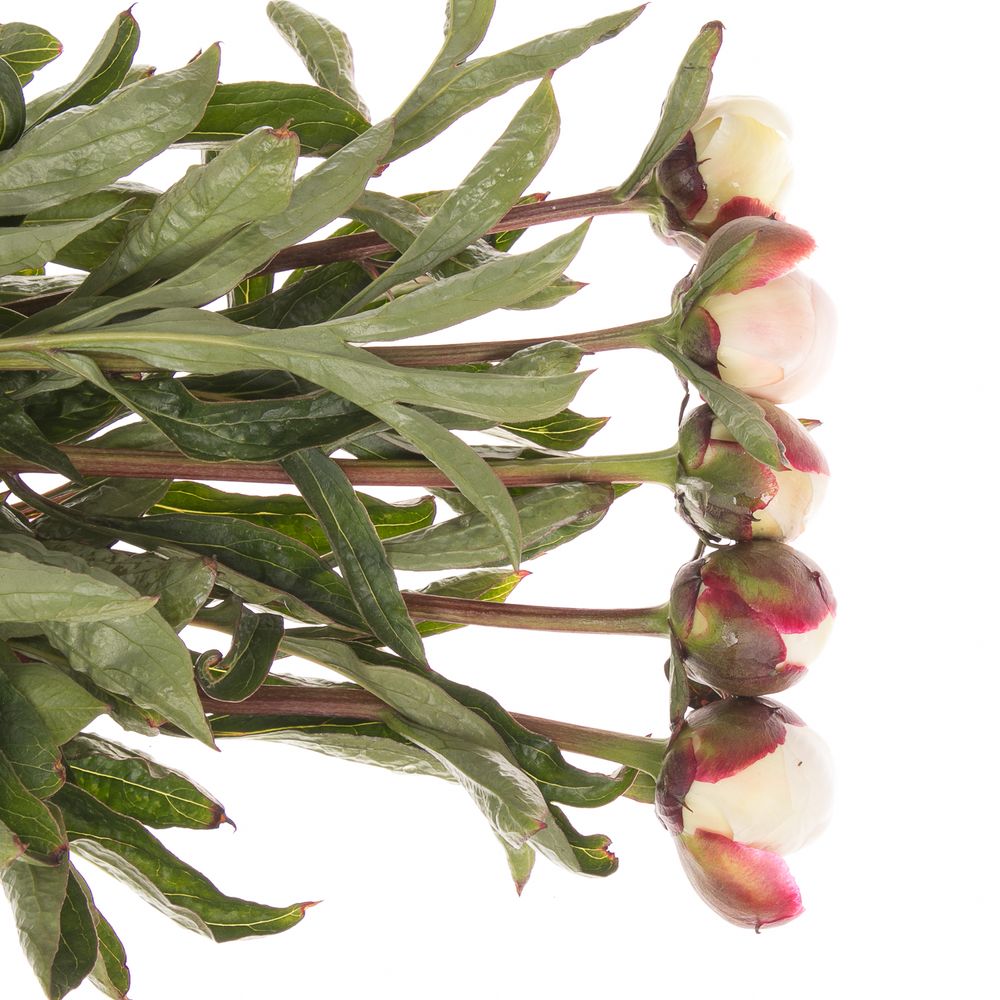 Pfingstrose weiss/rosa Festival 60cm