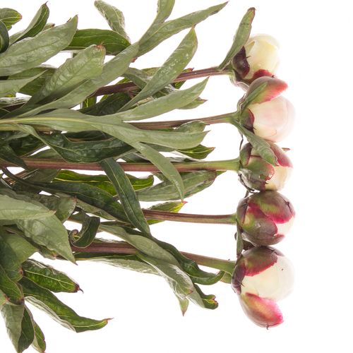 Pfingstrose weiss/rosa Festival 60cm