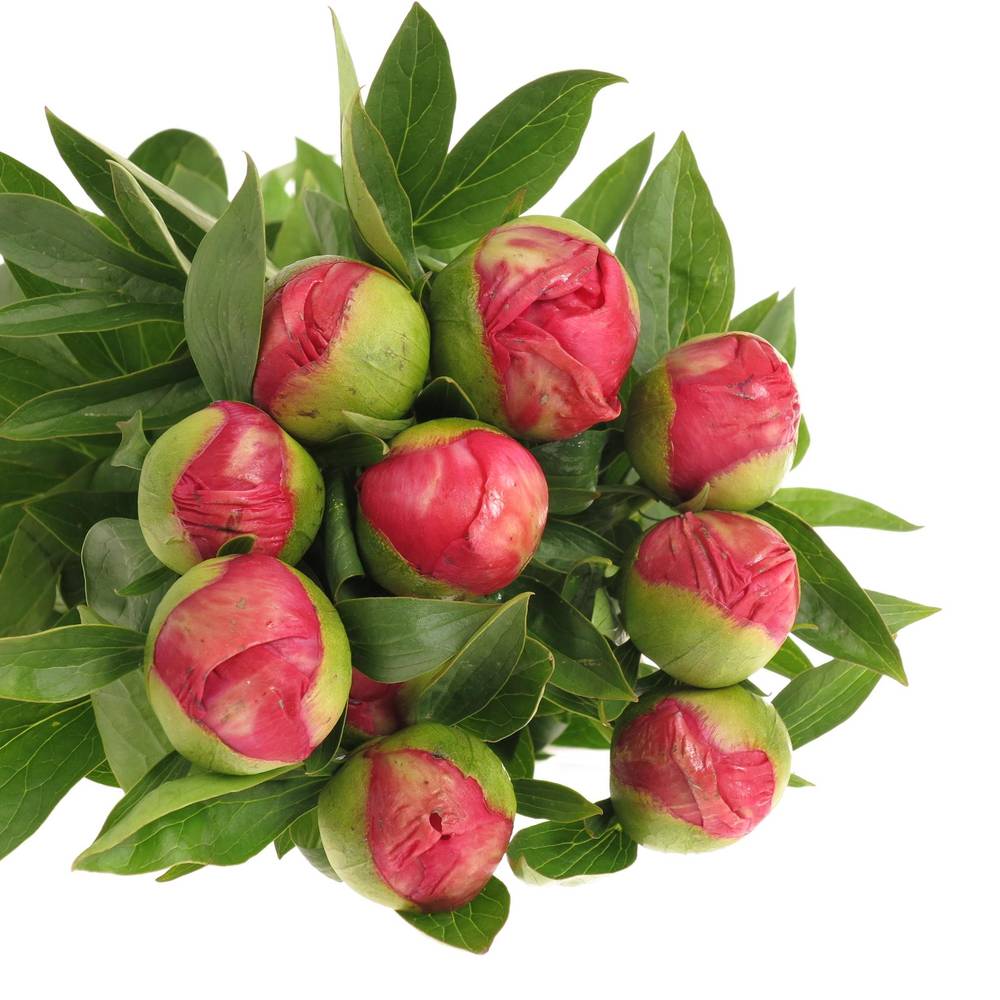 Pfingstrose cerise Flame 60cm