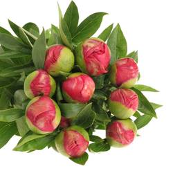 Pfingstrose cerise Flame 60cm