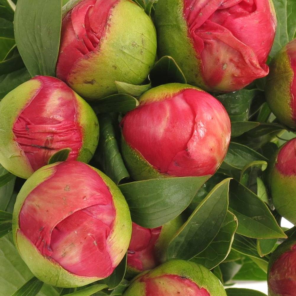 Pfingstrose cerise Flame 60cm