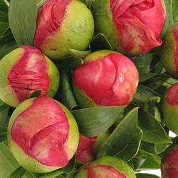 Pfingstrose cerise Flame 60cm