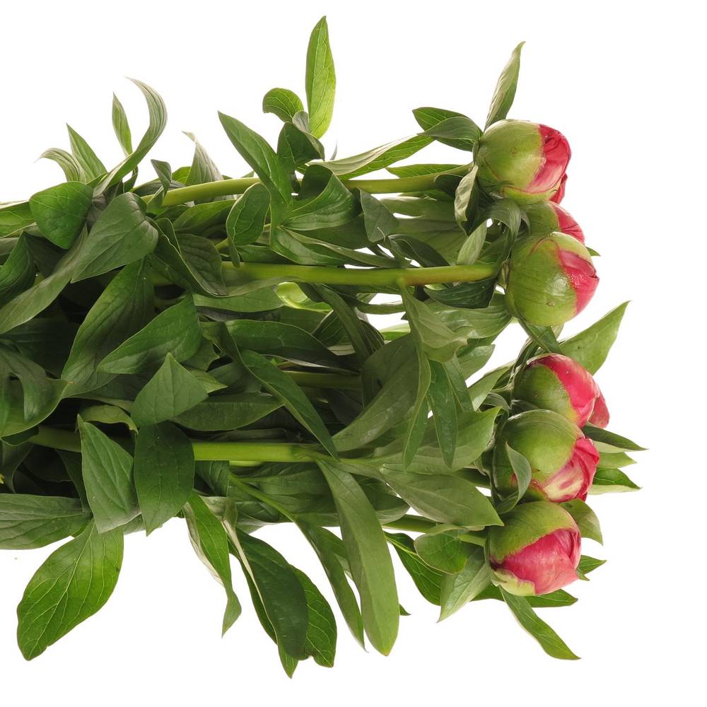 Pfingstrose cerise Flame 60cm