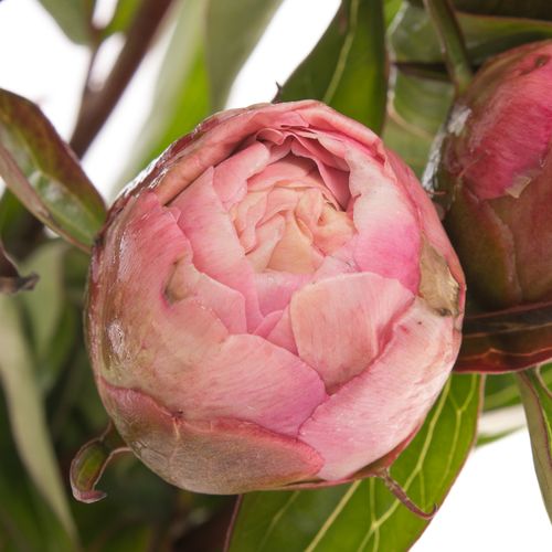 Pfingstrose rosa gefüllt Fontijn 45cm