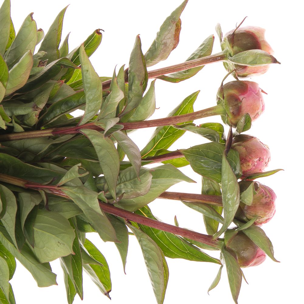 Pfingstrose rosa gefüllt Fontijn 45cm