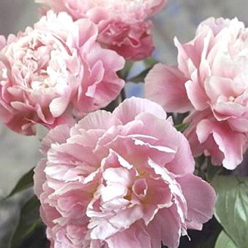 Pfingstrose rosa gefüllt Fontijn 45cm