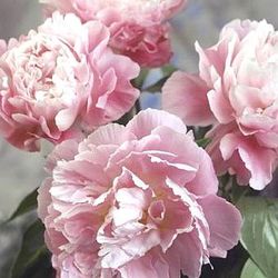 Pfingstrose rosa gefüllt Fontijn 45cm