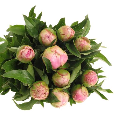 Pfingstrose pink gefüllt Fontijn 50cm