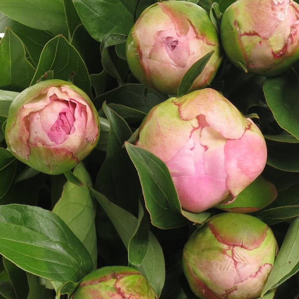 Pfingstrose pink gefüllt Fontijn 50cm