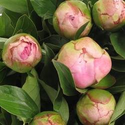 Pfingstrose pink gefüllt Fontijn 50cm