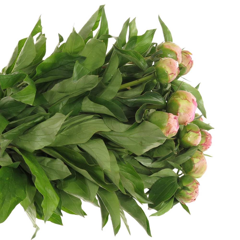 Pfingstrose pink gefüllt Fontijn 50cm