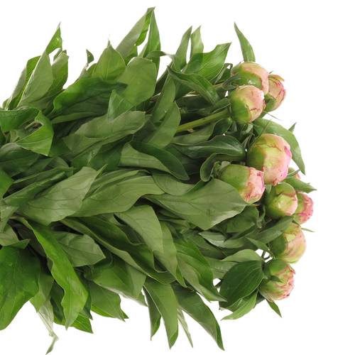 Pfingstrose pink gefüllt Fontijn 50cm