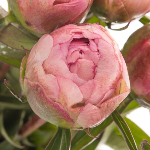 Pfingstrose rosa gefüllt Fontijn 60cm