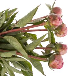 Pfingstrose rosa gefüllt Fontijn 60cm