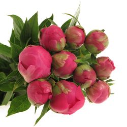 Pfingstrose pink Felix Ex 50cm