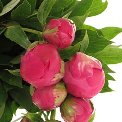 Pfingstrose pink Felix Ex 50cm