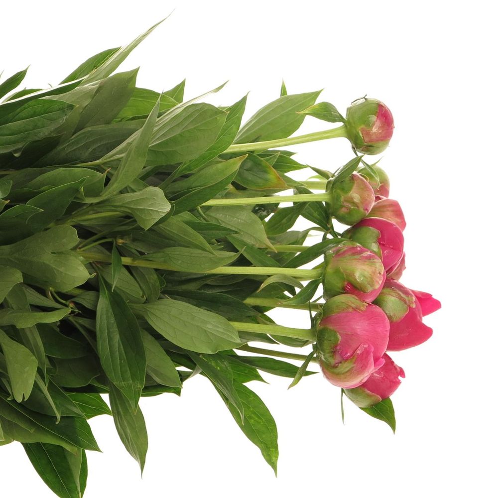 Pfingstrose pink Felix Ex 50cm