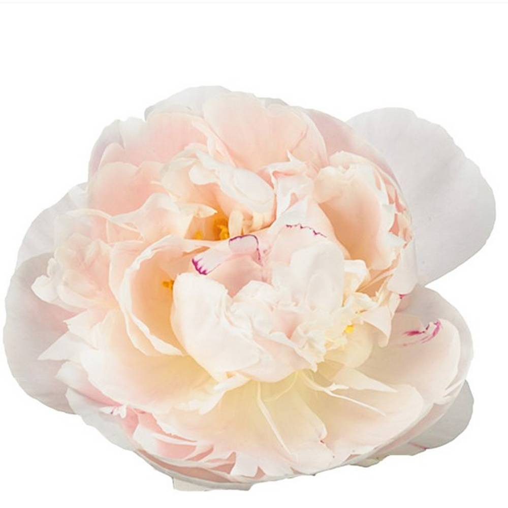 Pfingstrose rosa gefüllt Gardenia 60cm