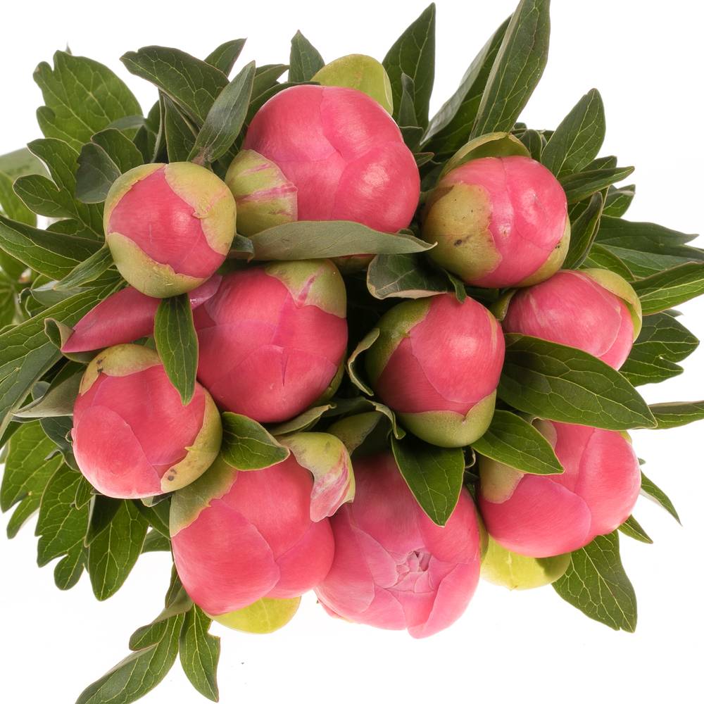 Pfingstrose pink Hawai 35cm