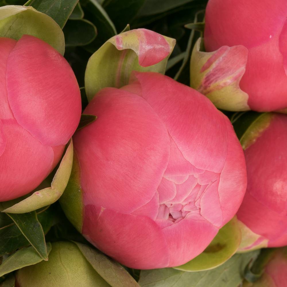 Pfingstrose pink Hawai 35cm