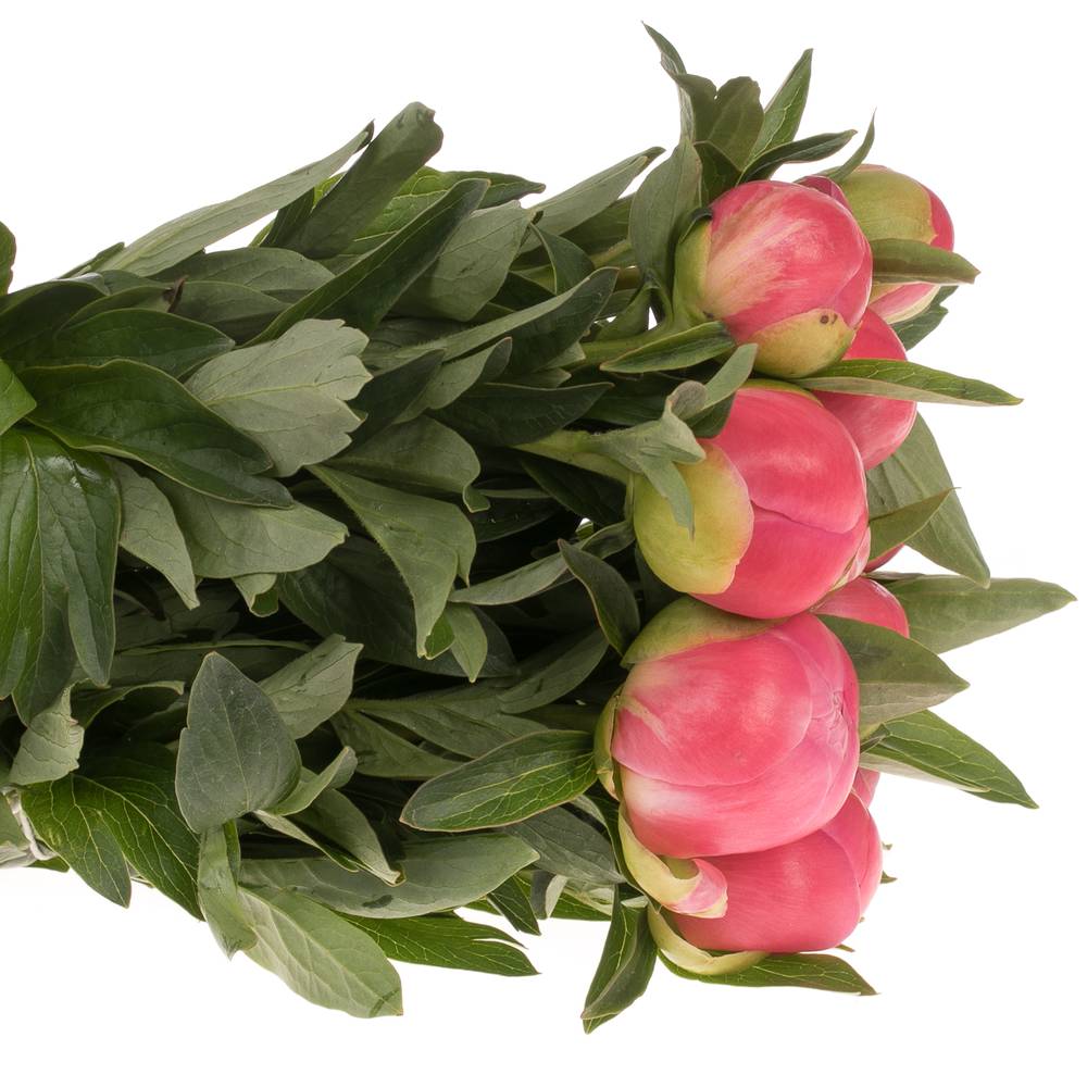 Pfingstrose pink Hawai 35cm