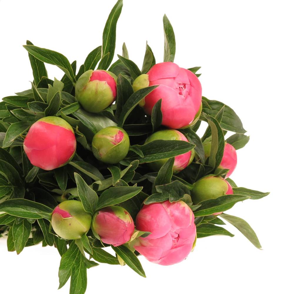 Pfingstrose pink Hawai 40cm