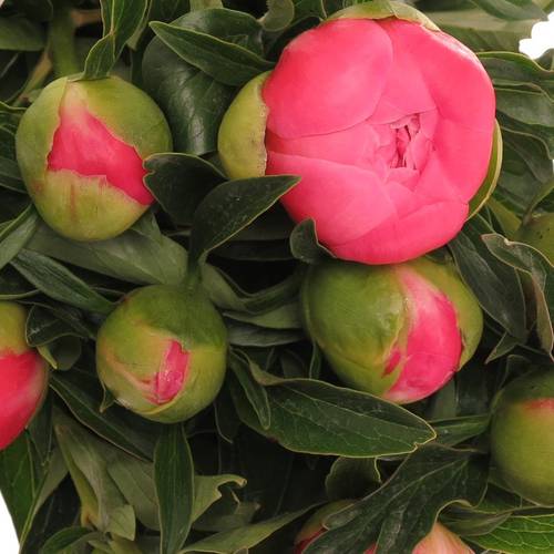 Pfingstrose pink Hawai 40cm