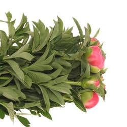 Pfingstrose pink Hawai 40cm